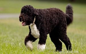 Portuguese Water Dog: Water‑Herding Traits, Curly Coat, and Family‑Friendly Lifestyle