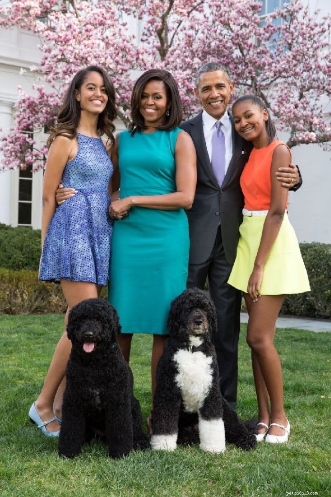 Portuguese Water Dog: Water‑Herding Traits, Curly Coat, and Family‑Friendly Lifestyle