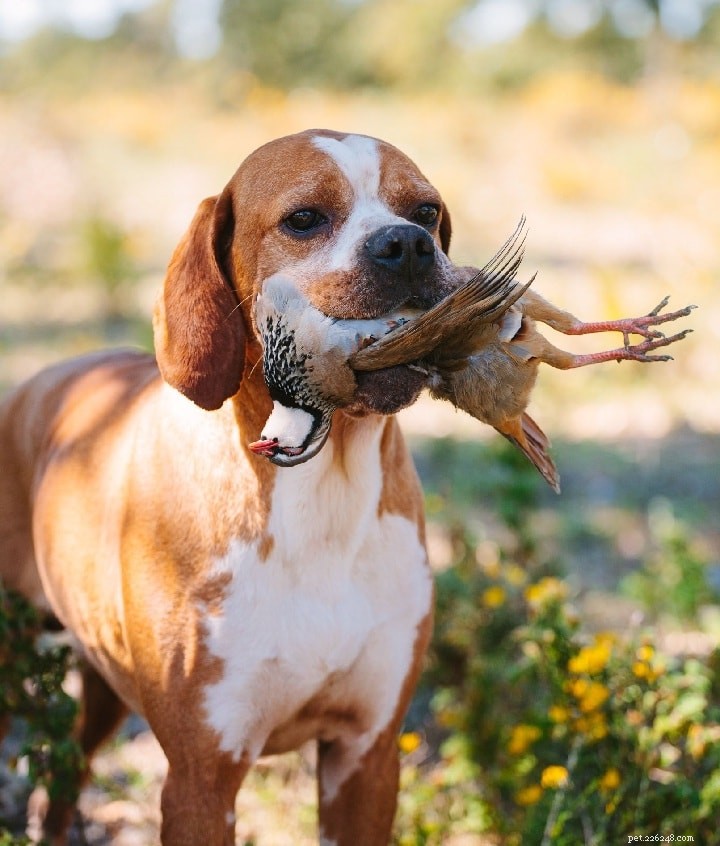Portuguese Pointer: Portugal’s Sturdy, Muscular Hunting Dog