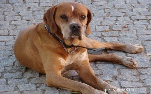 Portuguese Pointer: Portugal’s Sturdy, Muscular Hunting Dog