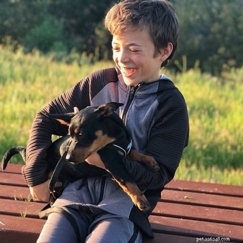 Lancashire Heeler: Traits, Temperament, and Family Compatibility