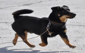 Lancashire Heeler: Traits, Temperament, and Family Compatibility
