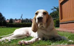 Porcelaine Dog Breed: History, Traits, and Care Guide