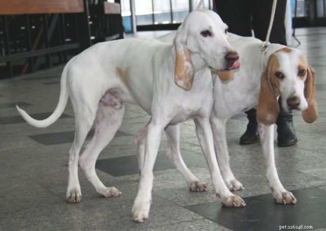 Porcelaine Dog Breed: History, Traits, and Care Guide