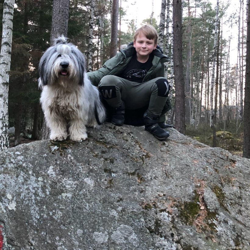 Polish Lowland Sheepdog: Temperament & Behavior Traits