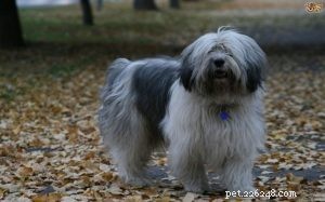 Polish Lowland Sheepdog: Temperament & Behavior Traits
