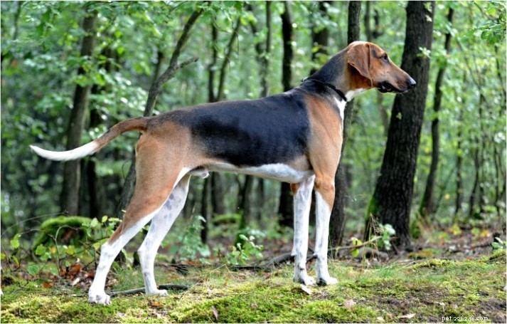 Porcelaine Dog Breed: History, Traits, and Care Guide