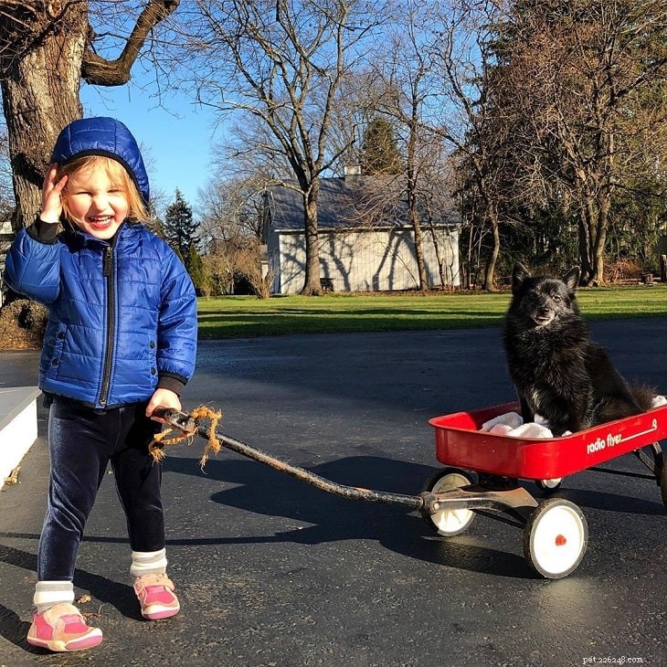 Schipperke Behavior Guide: Traits, Training, and Care