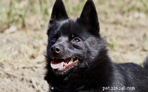 Schipperke Behavior Guide: Traits, Training, and Care