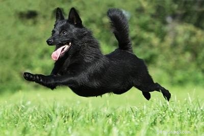 Schipperke Behavior Guide: Traits, Training, and Care
