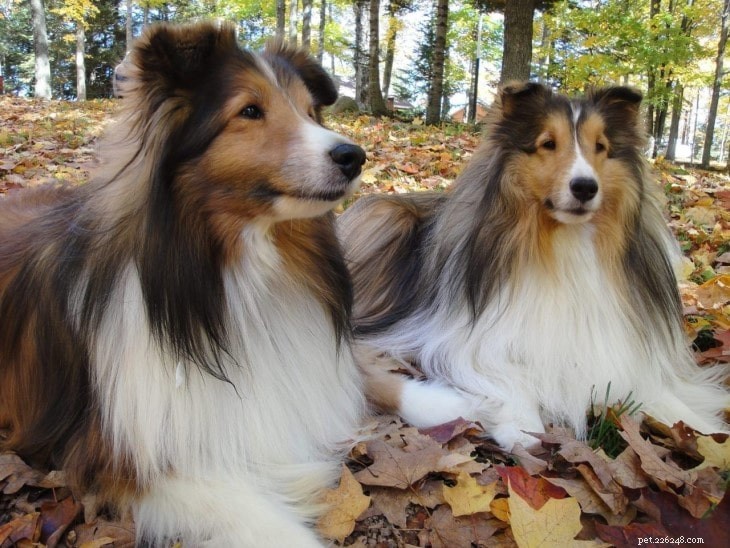Understanding Shetland Sheepdog Behavior: Traits, Temperament, and Care