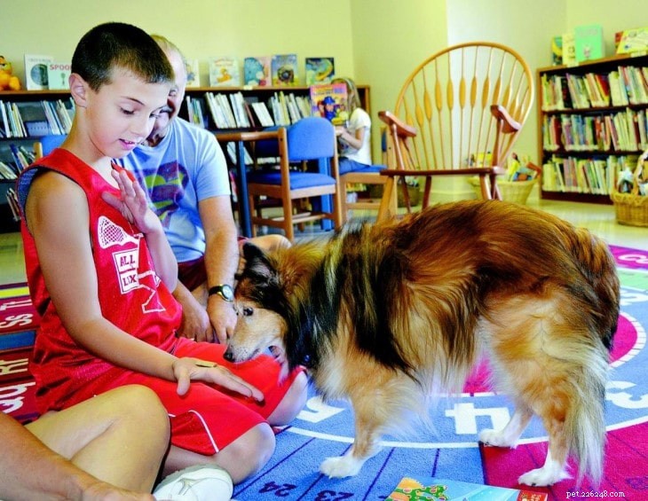 Understanding Shetland Sheepdog Behavior: Traits, Temperament, and Care