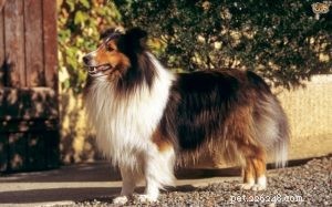 Understanding Shetland Sheepdog Behavior: Traits, Temperament, and Care