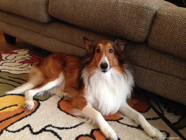 Understanding Shetland Sheepdog Behavior: Traits, Temperament, and Care