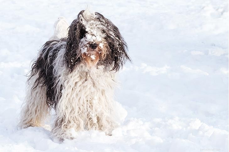 Understanding Schapendoes Behavior: A Friendly Family Dog’s Active & Loyal Traits