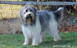 Understanding Schapendoes Behavior: A Friendly Family Dog’s Active & Loyal Traits