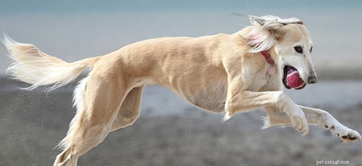 Understanding Saluki Behavior: Traits, Temperament, and Care Tips