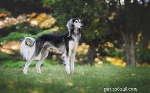 Understanding Saluki Behavior: Traits, Temperament, and Care Tips