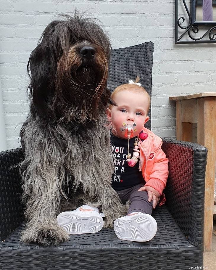 Understanding Schapendoes Behavior: A Friendly Family Dog’s Active & Loyal Traits