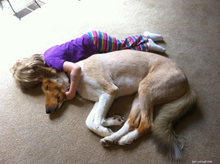 Understanding Saluki Behavior: Traits, Temperament, and Care Tips