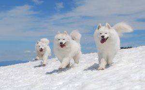 Samoyed Traits: Temperament, Care, and Apartment Living