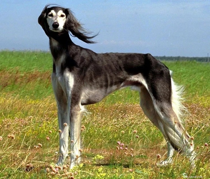 Understanding Saluki Behavior: Traits, Temperament, and Care Tips