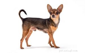 Russian Toy Dog: Playful Companion for Families