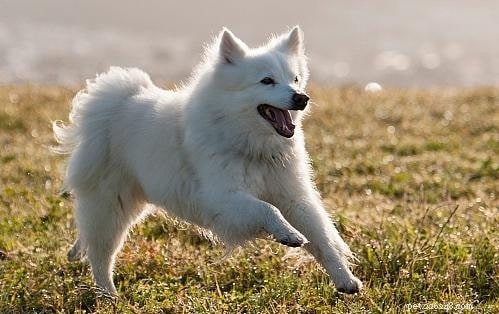 Samoyed Traits: Temperament, Care, and Apartment Living