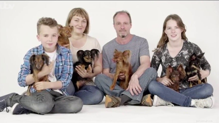 Russian Toy Dog: Playful Companion for Families