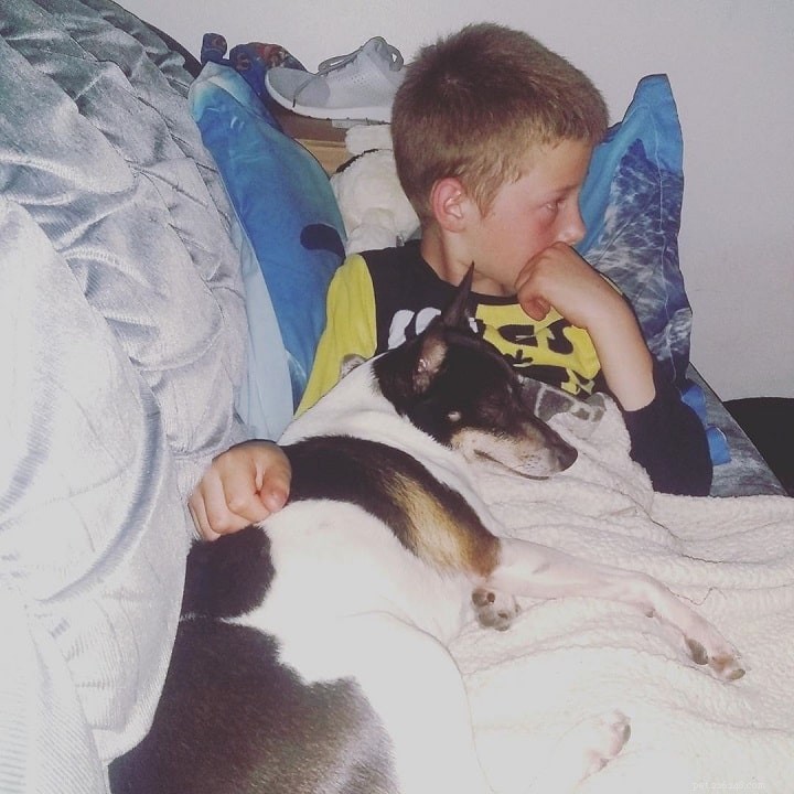 Rat Terrier Behavior: Traits, Energy, and Family Bonding