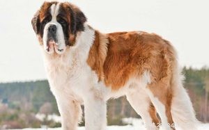 Understanding Saint Bernard Behavior: Traits, Training, and Care