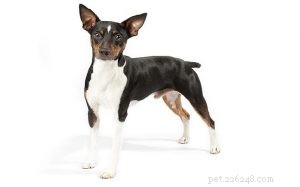 Rat Terrier Behavior: Traits, Energy, and Family Bonding