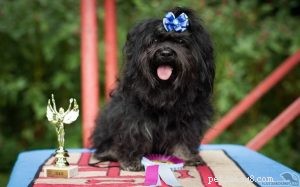 Understanding the Russkaya Tsvetnaya Bolonka: Personality, Care, and Ideal Living Conditions