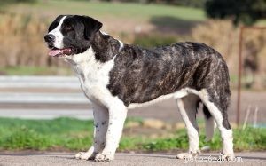 Rafeiro do Alentejo: Traits, Care, and Personality Guide