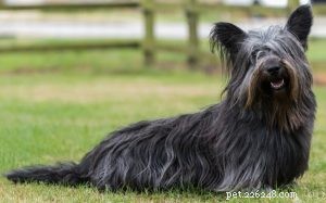 Skye Terrier Traits & Temperament: A Loyal & Fearless Companion