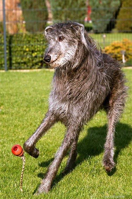 Scottish Deerhound Traits: Size, Space Needs & Care