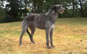Scottish Deerhound Traits: Size, Space Needs & Care