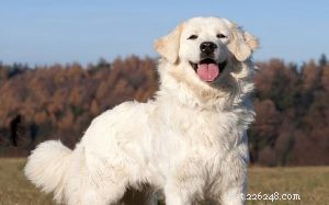 The Slovensky Cuvac: Loyal Guardian Turned Family Companion