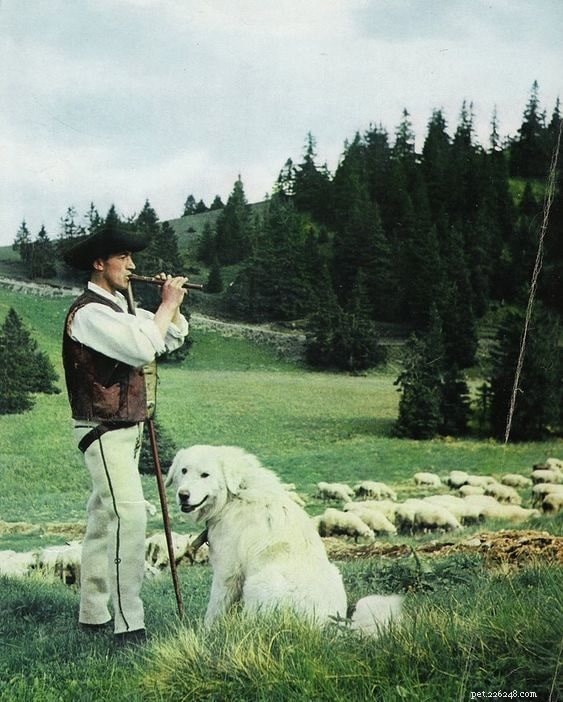 The Slovensky Cuvac: Loyal Guardian Turned Family Companion