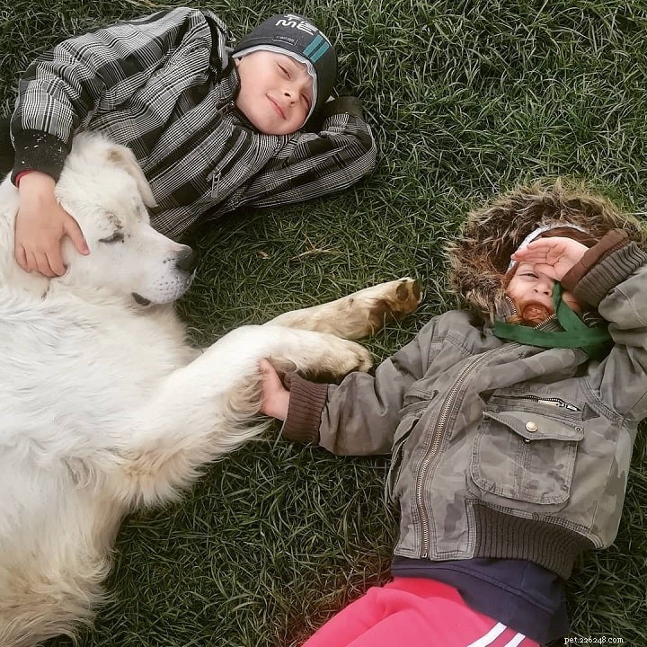 The Slovensky Cuvac: Loyal Guardian Turned Family Companion