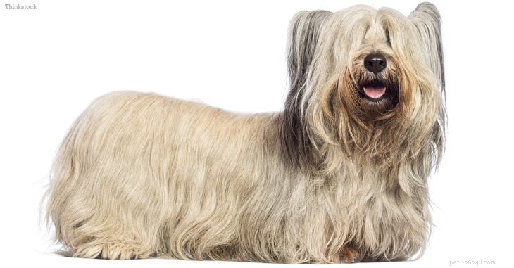 Skye Terrier Traits & Temperament: A Loyal & Fearless Companion