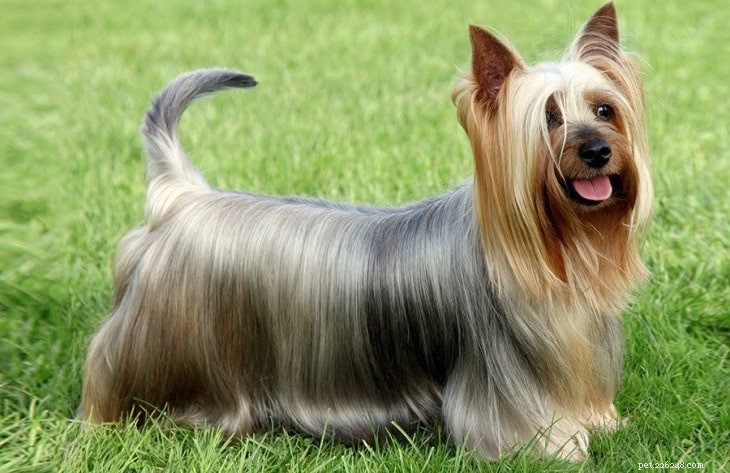 Understanding Silky Terrier Traits: A Guide for Prospective Owners