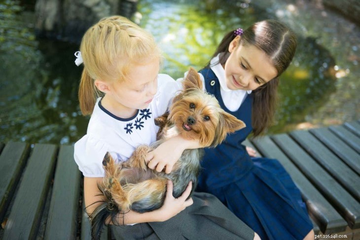 Understanding Silky Terrier Traits: A Guide for Prospective Owners