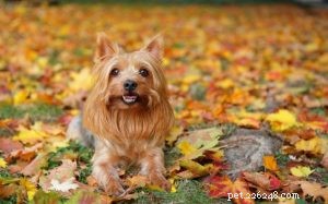 Understanding Silky Terrier Traits: A Guide for Prospective Owners