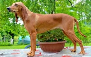 Segugio Italiano: Traits, Temperament, and Ideal Living Conditions