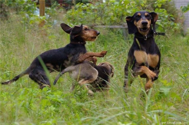 Segugio Italiano: Traits, Temperament, and Ideal Living Conditions
