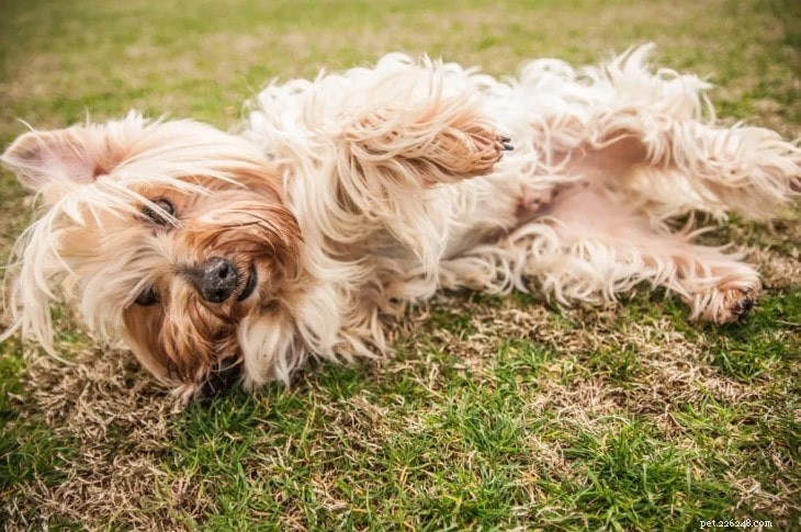 Understanding Silky Terrier Traits: A Guide for Prospective Owners