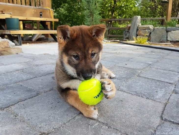 Shikoku Dog Traits: From Hunter to Loving Companion