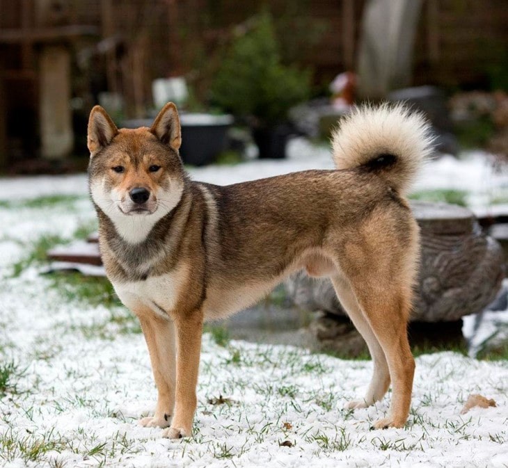 Shikoku Dog Traits: From Hunter to Loving Companion
