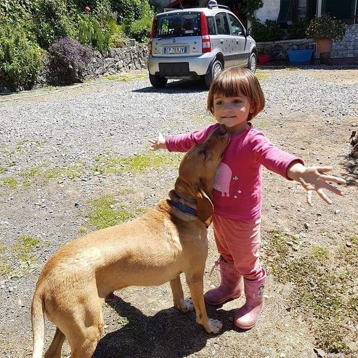 Segugio Italiano: Traits, Temperament, and Ideal Living Conditions